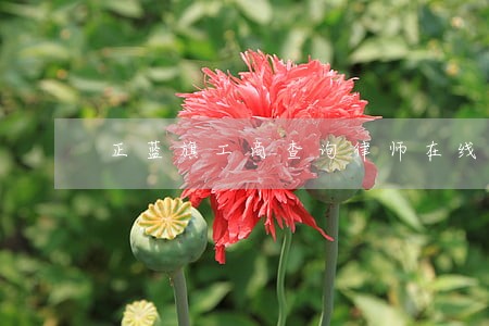 正蓝旗工商查询律师在线免费咨询