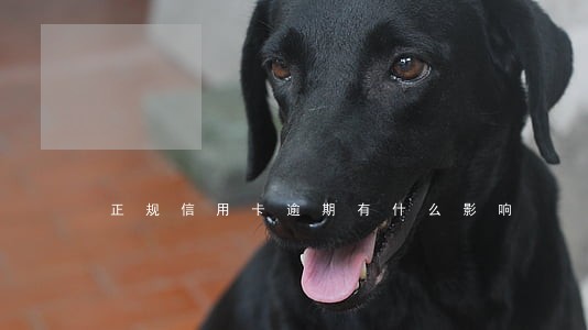正规信用卡逾期有什么影响 正规信用卡逾期有什么影响