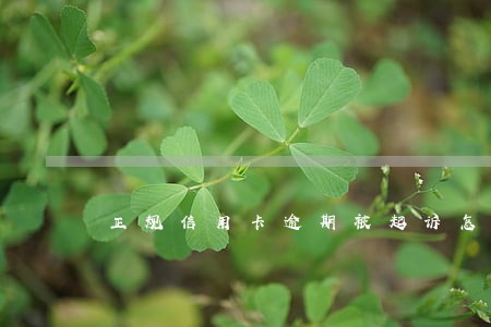 正规信用卡逾期被起诉怎么办上海 正规信用卡逾期被起诉怎么办上海