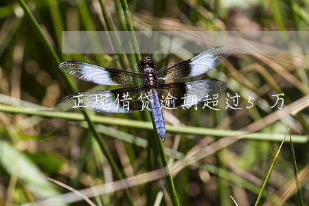 正规借贷逾期超过5万 正规借贷逾期超过5万