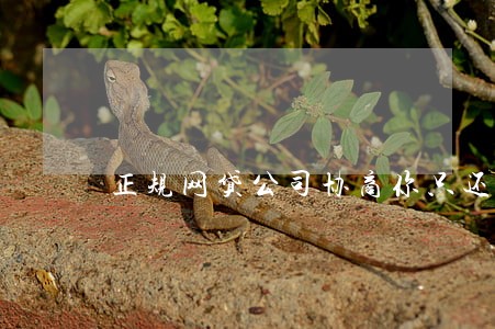 正规网贷公司协商你只还本金 正规网贷公司协商你只还本金