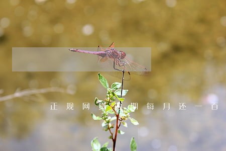 正规网贷逾期每月还一百 正规网贷逾期每月还一百