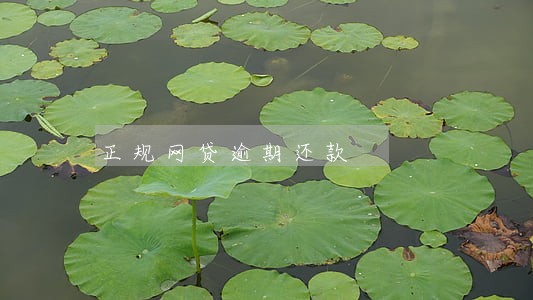 正规网贷逾期还款 正规网贷逾期还款
