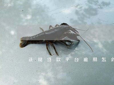 正规贷款平台逾期怎么办