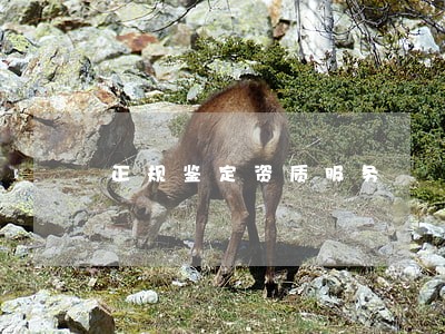 正规鉴定资质服务 正规鉴定资质服务