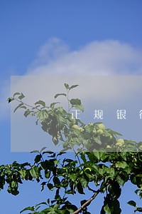正规银行贷款逾期一年怎么办 正规银行贷款逾期一年怎么办