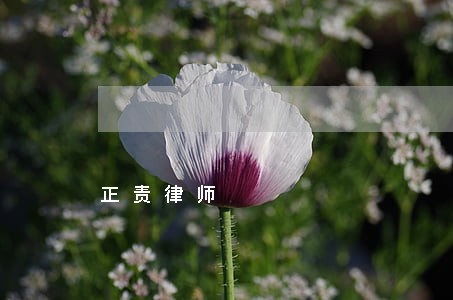 正责律师 正责律师
