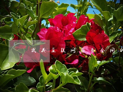 武义互联网服务合同纠纷律师推荐 武义互联网服务合同纠纷律师推荐