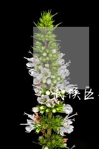 武侯区债务纠纷律师多少钱 武侯区债务纠纷律师多少钱
