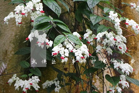 武侯区刑事辩护律师免费咨询 武侯区刑事辩护律师免费咨询
