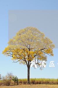 武侯区好的离婚律师新津 武侯区好的离婚律师新津