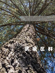 武侯区好的离婚律师龙桥 武侯区好的离婚律师龙桥