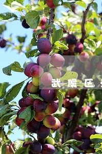 武侯区法律顾问在线咨询 武侯区法律顾问在线咨询