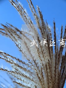 武侯区离婚纠纷律师服务网站 武侯区离婚纠纷律师服务网站