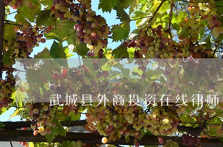 武城县外商投资在线律师 武城县外商投资在线律师