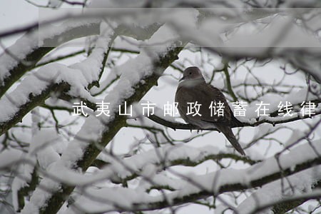 武夷山市邮政储蓄在线律师 武夷山市邮政储蓄在线律师