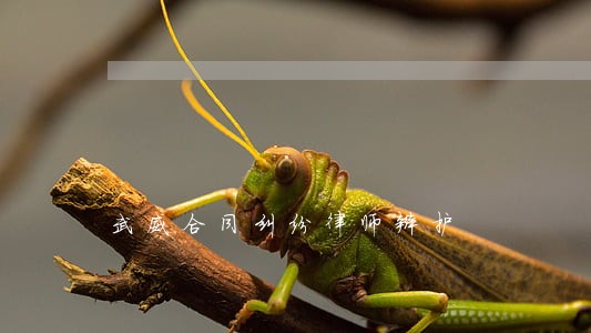 武威合同纠纷律师辩护