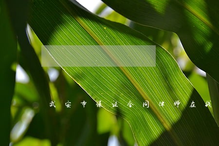 武安市保证合同律师在线咨询 武安市保证合同律师在线咨询