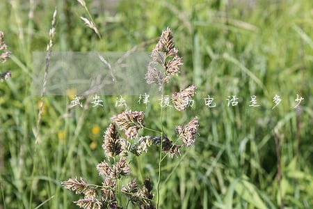 武安法律援助电话是多少 武安法律援助电话是多少