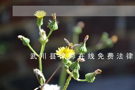 武川县律师在线免费法律咨询 武川县律师在线免费法律咨询