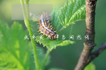武平县法律咨询热线 武平县法律咨询热线