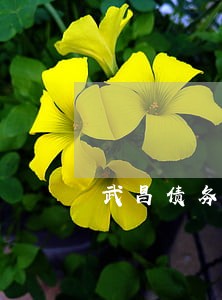武昌债务合同纠纷律师咨询电话 武昌债务合同纠纷律师咨询电话