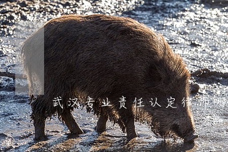 武汉专业责任认定律师哪家强 武汉专业责任认定律师哪家强