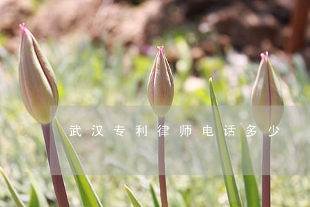 武汉专利律师电话多少 武汉专利律师电话多少