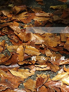 武汉代理离婚律师咨询 武汉代理离婚律师咨询