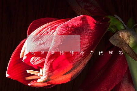 武汉保险律师在线解答 武汉保险律师在线解答