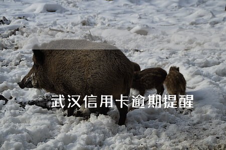 武汉信用卡逾期提醒 武汉信用卡逾期提醒