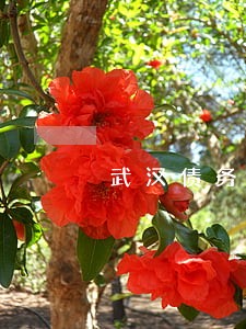 武汉债务纠纷律师违约 武汉债务纠纷律师违约