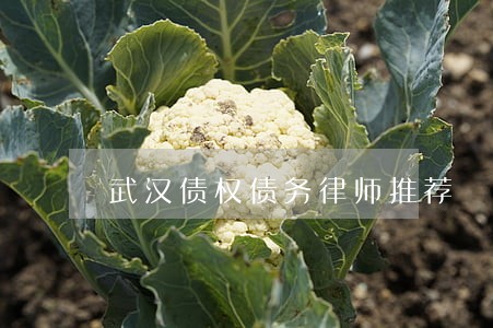 武汉债权债务律师推荐 武汉债权债务律师推荐