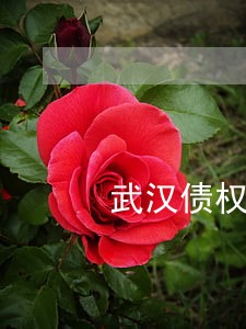 武汉债权法律咨询律师 武汉债权法律咨询律师