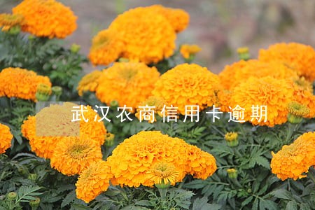武汉农商信用卡逾期 武汉农商信用卡逾期