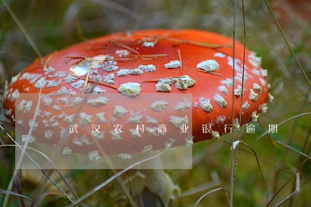武汉农村商业银行逾期 武汉农村商业银行逾期
