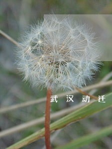 武汉动迁找律师要多少钱 武汉动迁找律师要多少钱