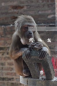 武汉发布绕开红会捐赠违法