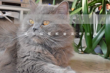 武汉取保候审法律咨询 武汉取保候审法律咨询
