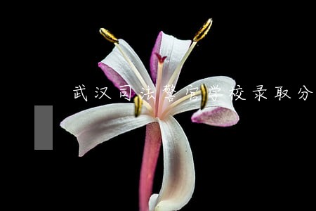 武汉司法警官学校录取分数线