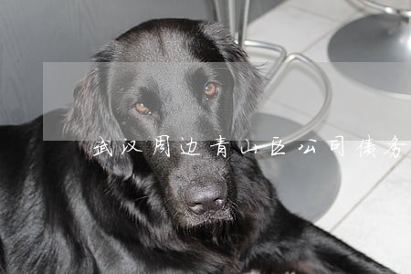 武汉周边青山区公司债务律师 武汉周边青山区公司债务律师