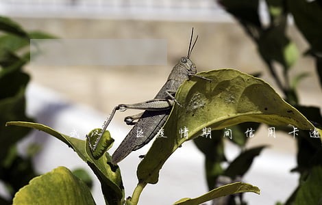 武汉地区疫情期间信用卡逾期 武汉地区疫情期间信用卡逾期
