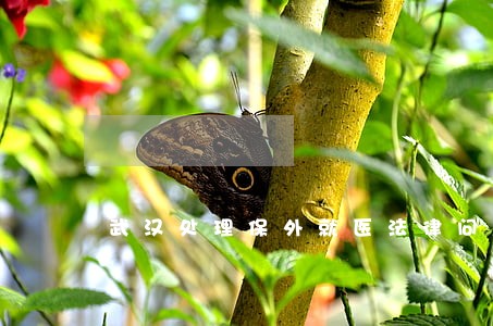 武汉处理保外就医法律问题律师 武汉处理保外就医法律问题律师