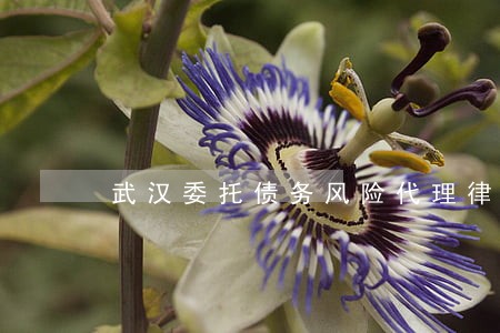 武汉委托债务风险代理律师 武汉委托债务风险代理律师