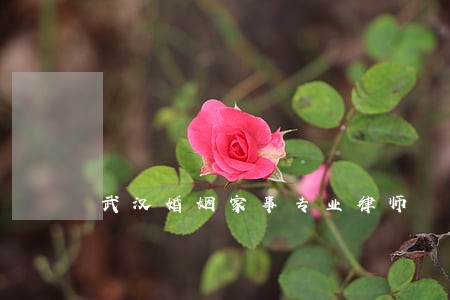 武汉婚姻家事专业律师 武汉婚姻家事专业律师