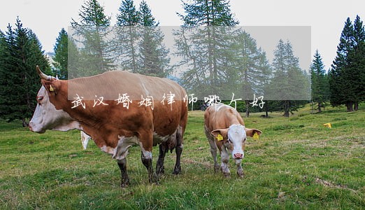 武汉婚姻律师哪个好 武汉婚姻律师哪个好