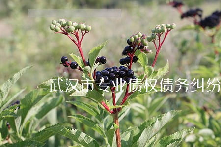 武汉市专业债权债务纠纷律师 武汉市专业债权债务纠纷律师