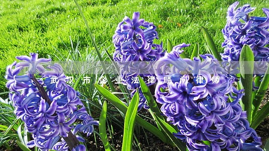武汉市企业法律顾问律师 武汉市企业法律顾问律师