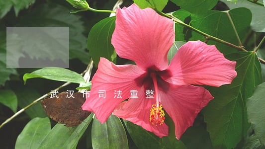 武汉市司法重整 武汉市司法重整