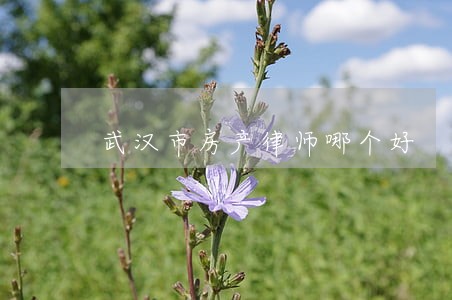武汉市房产律师哪个好 武汉市房产律师哪个好